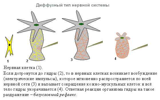 Значок кракена маркетплейса
